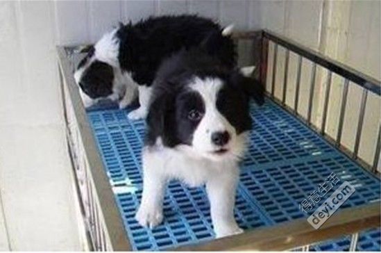 九江犬业种公犬风采与日常趣事揭秘