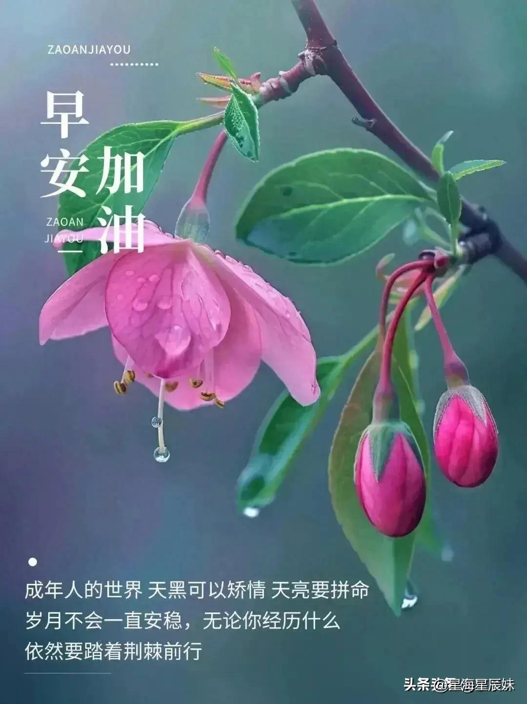 2024年天天彩资料免费大全,实地验证实施_社交版8.846