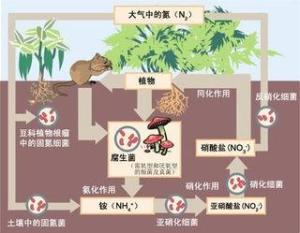 最新氮循环步骤指南详解