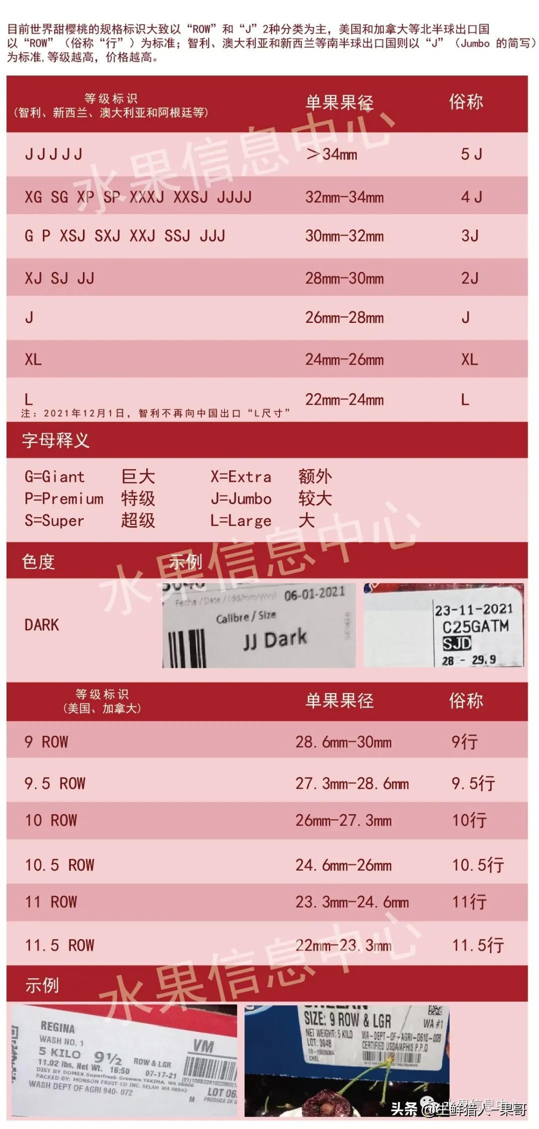 车厘子最新版，种子成长之路，无限可能的励志之旅