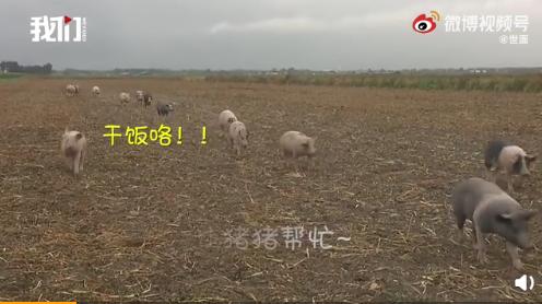 飞翔中的奇遇，最新飞机撞鸟事件与友情纽带展现