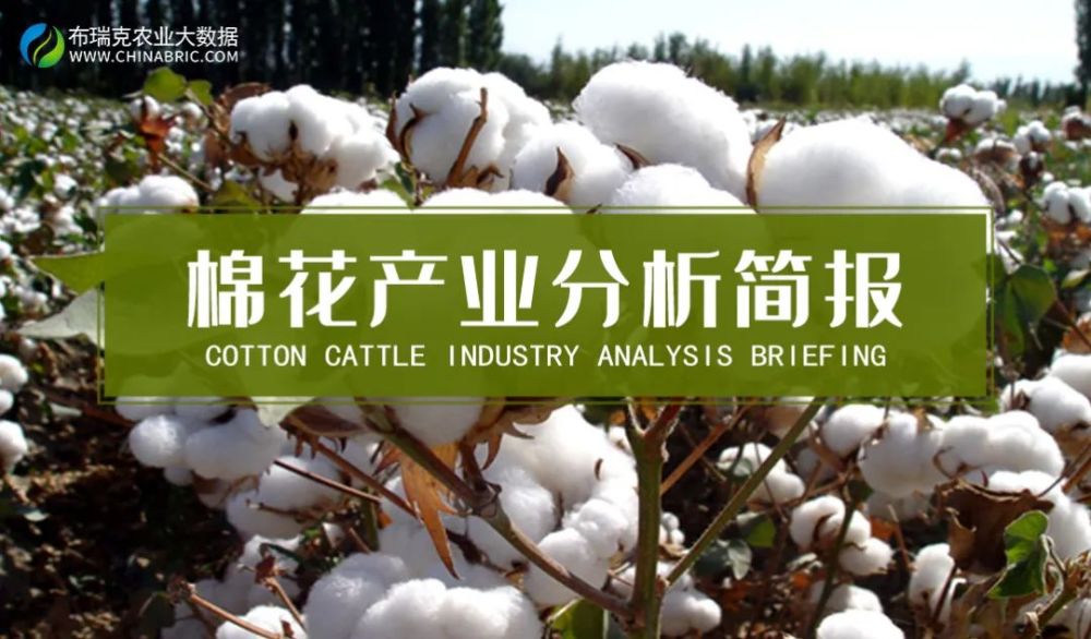 棉花行情与自然探索之旅的双重关注