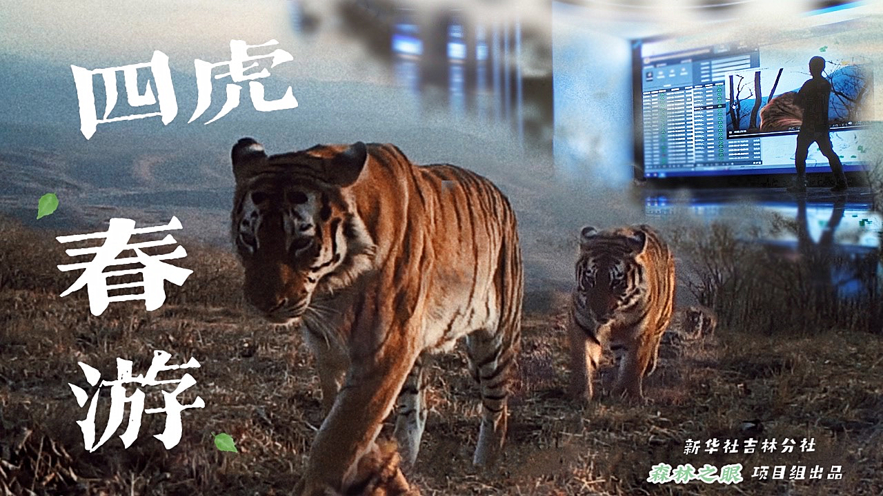 励志心灵之旅，探寻四虎官方网站之路