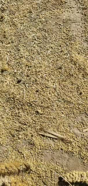 山西谷子价格最新动态，行情走势分析