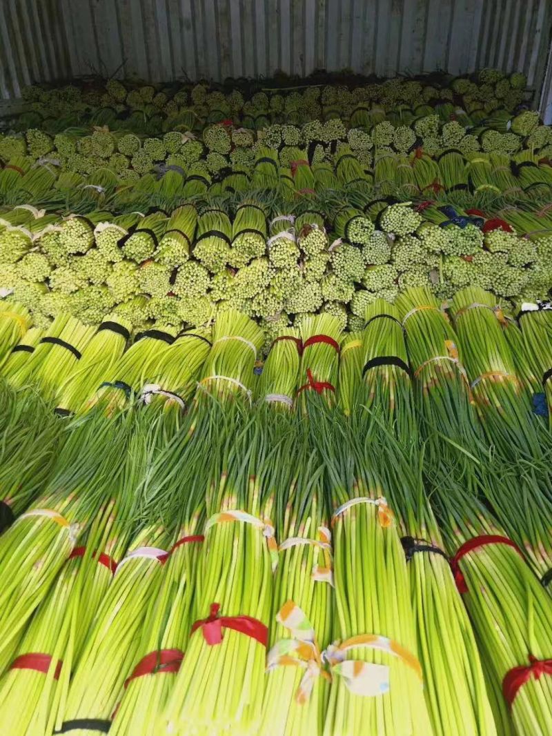 蒜苔最新价格分析与探讨