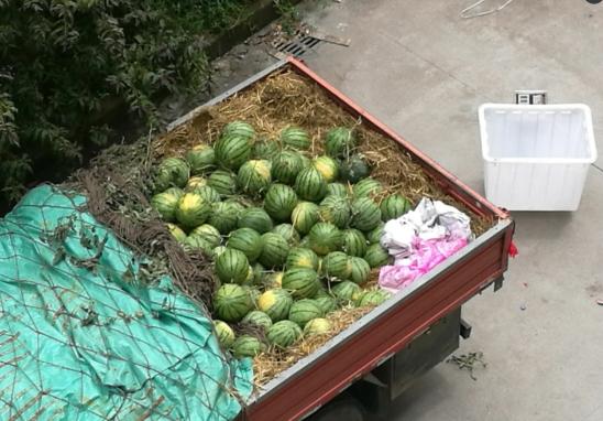 全国各地西瓜行情揭秘，小巷深处的甜蜜故事