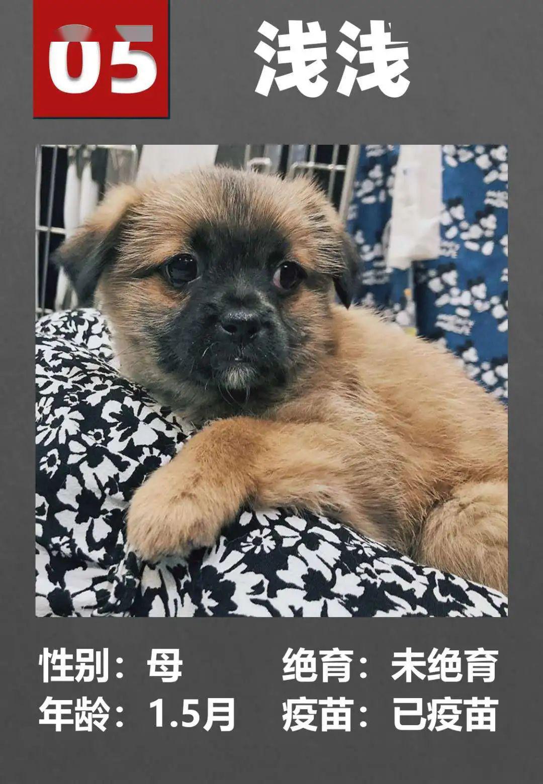 最新宠物领养，开启您的爱心之门