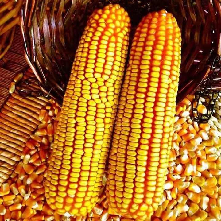 甜玉米最新价格，科技与生活融合的美味产物