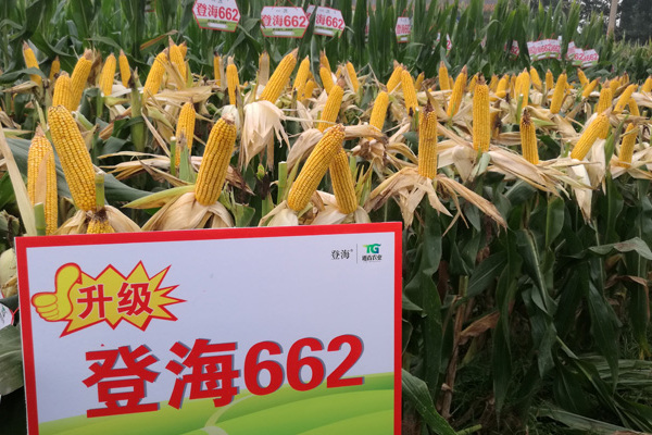 登海种业最新玉米种，农业科技创新的先锋引领者