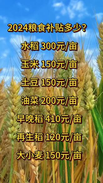 全球粮食市场动态分析，最新粮食价格概览