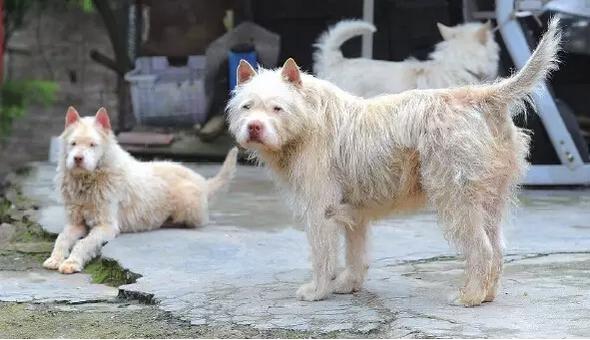 贵州土猎犬深度解析与探讨，最新动态与探讨