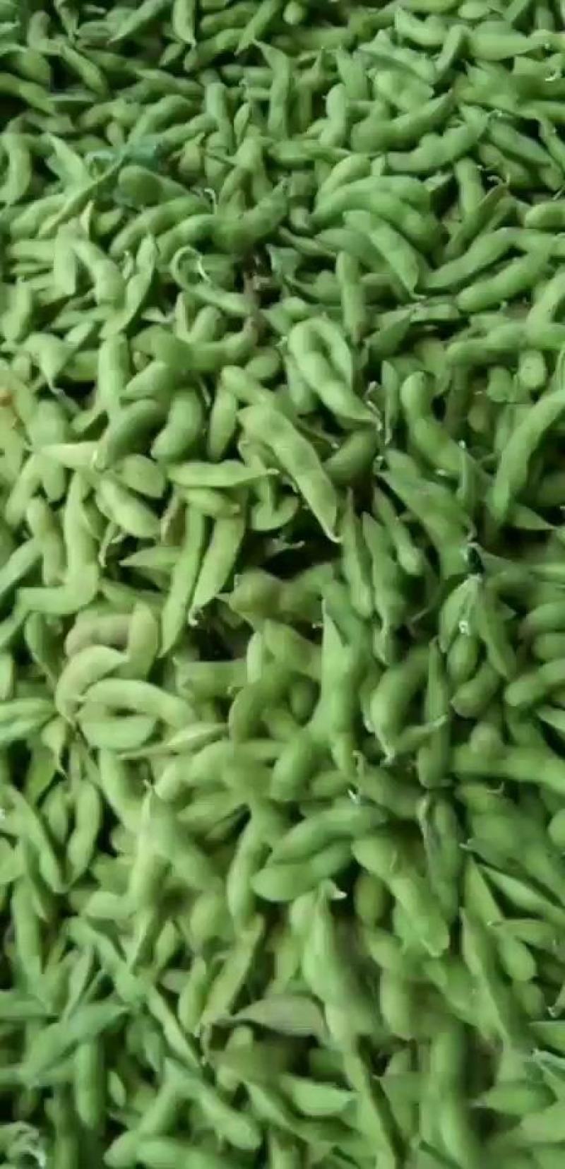 毛豆价格最新行情——邳州市场分析