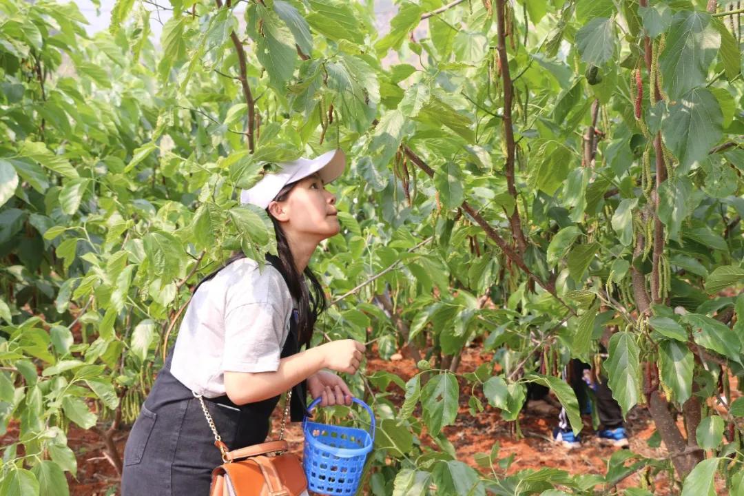 桑葚新品种，甜蜜邂逅友情之果